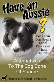 Alternatives To The Dog Cone Of Shame For Your Australian