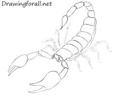 We did not find results for: How To Draw A Scorpion Tail Shefalitayal