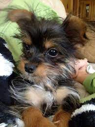 Pin By Penny Coleman On Animals Cute Dogs And Puppies Dog Friends Cute Dogs Breeds