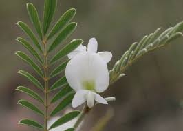 Image result for Tephrosia montana