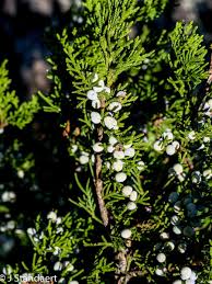 Image result for Cupressaceae