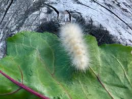 Powell River Books Blog: Coastal BC Insects: Yellow Woolly Bear Caterpillar