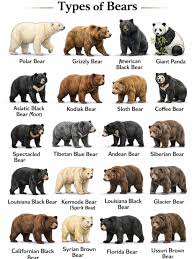 🐻 Major Types of Bears Around the World 🐻 1️⃣ Polar bear Native to the Arctic, highly adapted to cold climates and sea ice hunting. 2️⃣ Brown bear Includes several populations such