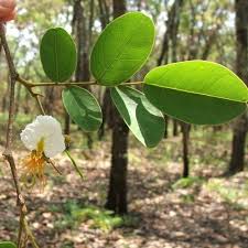 Image result for Bobgunnia madagascariensis