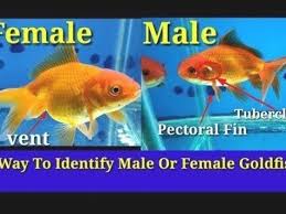 5 Way To Identify Male Or Female Goldfish Youtube In 2020 Goldfish Goldfish Care Goldfish Breeding
