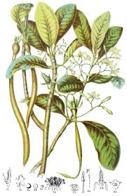 Image result for Rhizophoraceae