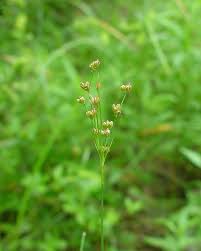 Image result for Juncus lomatophyllus