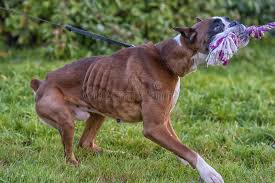 Check spelling or type a new query. Old Skinny German Shepherd Dog Sitting Looking At The Camera Stock Photo Image Of German Shot 36784184