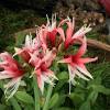 Cybister amaryllis by camila paula and rick schoellhorn, university of florida. 1