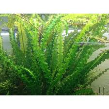 Image result for Aponogeton junceus