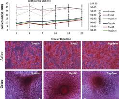 Some stem cell lines are immortal and can be cultured indefinitely in the lab, but many are not. Use Of Animal Protein Free Products For Passaging Adherent Human Adipose Derived Stromal Stem Cells Cytotherapy