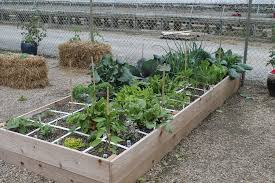 Check spelling or type a new query. Raised Bed Gardening