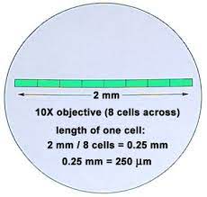 In which direction should the slide be moved on the microscope stage to center the cell in the field of view? Lab Manual Exercise 1