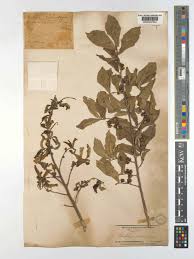 Image result for Streblus