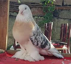 Xhoel Berat Adli Kullanicinin Guvercin Pidgeon Panosundaki Pin Guzel Kuslar Hayvanlar Kus