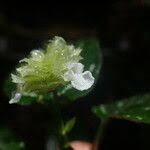 Image result for Achyrospermum ciliatum