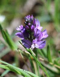 Image result for Polygalaceae