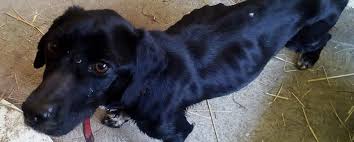 L'association coyotl est née en juin 2018 pour o'kénè (un chien) et nalin (une chatonne), deux animaux que malheureusement aucune association existante ne pouvait prendre en charge. Lutter Contre La Maltraitance Animale Le Combat De La Spa Depuis 170 Ans Societe Protectrice Des Animaux