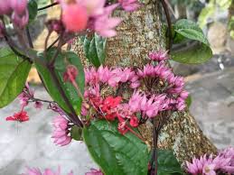 Image result for Clerodendrum poggei