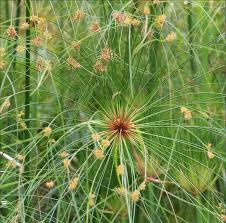 Image result for Cyperus amauropus