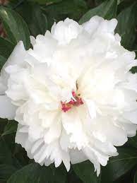 Lilacs And Peonies A Transplanted Gardener S Dream Blooms In Houston Peony Care Lilac Tree Peonies