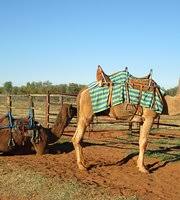 No trip to alice springs is complete without a ride on a camel. Cameltoursnt Alice Springs Updated 2021 All You Need To Know Before You Go With Photos Tripadvisor