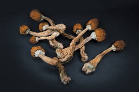 Image result for Psilocybin