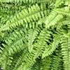 You'll find boston ferns in the wild in humid, shady areas, like swamps and forests, in south and central america, the west indies and africa. Https Encrypted Tbn0 Gstatic Com Images Q Tbn And9gcrebsfxzshxbn2bjlmedrncltrubfkfaxadxbm6usuwin 0d9wl Usqp Cau
