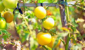 Garden calendars find out what to do each month! Asbfa6pttxblum