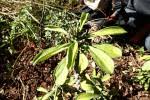 Image result for Monadenium spinulosum
