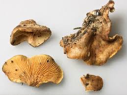 Image result for Paxillus panuoides