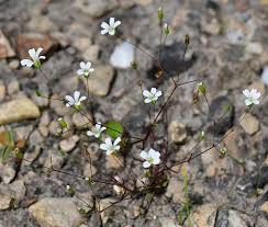 Image result for Subularia monticola