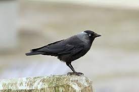They are associated with myeloid left shifts and are seen in conjunction with toxic granulation. Dohle Wikipedia