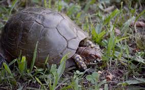 The Mystery Of Baby Box Turtles The Free Weekly