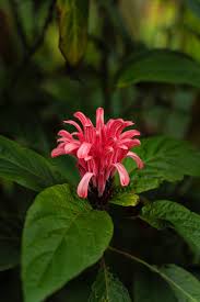 Image result for Justicia carnea
