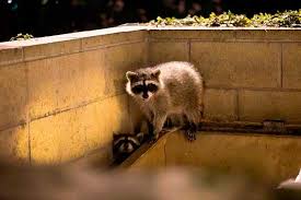 Poison is certainly one of the worst methods used to. How To Get Rid Of Raccoons 8 Best Ways And Top 8 Products In 2021