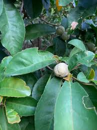 Image result for Harrisonia