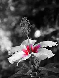 Black And White With Color Pin By Mandy Wolfe On Assorted Flowers Color Splash Beautiful Flowers Nature Paintings