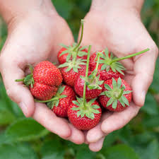 Bei versäumter herbstpflanzung kann auch noch im frühjahr, also etwa april, gepflanzt werden. Erdbeeren Pflanzen Die Besten Tipps Brigitte De