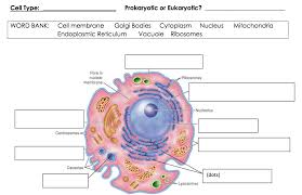 We did not find results for: Label The Cell Diagram Quizlet