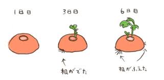 もじじ 公式ブログ 再生栽培の続き Powered By Line