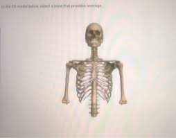 137 free bone 3d models for download, files in 3ds, max, maya, blend, c4d, obj, fbx, with lowpoly, rigged, animated, 3d printable, vr, game. Solved From The 3d Model Select A Sesamoid Bone Hint Chegg Com