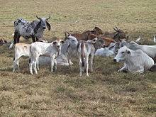 Jump to navigation jump to search. Brahman Zebu Wikipedia