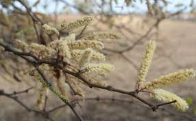 Image result for Acacia nigrescens