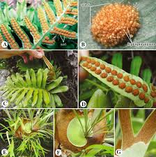 Image result for Pteris