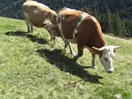 Youtube Kuh Muhen Pferde