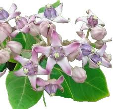 Image result for Calotropis gigantea