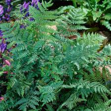 Image result for Disperis sp. nov. aff. macowanii