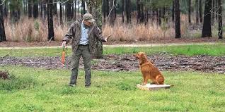 Colorado springs dog training experts. The Place Board