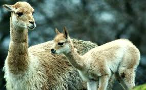Our early hunter species pages are up as well, with related abilities, appearances. Pin On Animals I Wish To Have Someday Aka Feel Good Folder